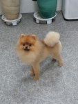 아지세상애견샵