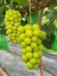 산애산 과일농장