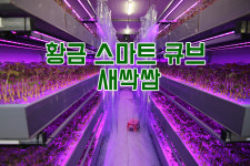 농업회사법인황금새싹인삼농장
