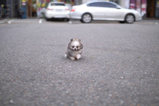 베이비몽 강아지분양 인천청라점