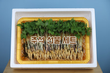 농업회사법인황금새싹인삼농장