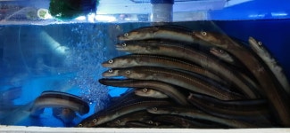 산 꼼장어&장어