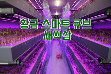농업회사법인황금새싹인삼농장