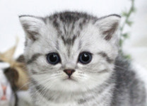 수원고양이분양 나비캣