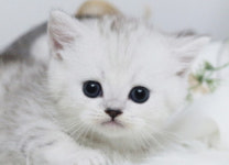 수원고양이분양 나비캣