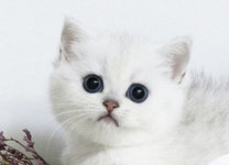 수원고양이분양 나비캣