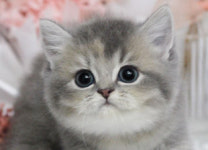 수원고양이분양 나비캣