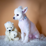 웰리스 동물병원