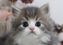 수원고양이분양 나비캣