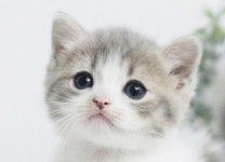 수원고양이분양 나비캣