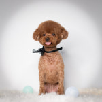 웰리스 동물병원