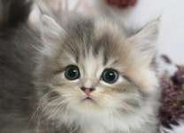 수원고양이분양 나비캣