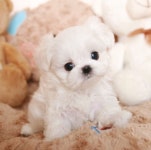 미유펫 강아지고양이 구미점