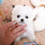 미유펫 강아지고양이 구미점