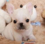 미유펫 강아지고양이 구미점