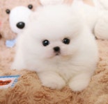 미유펫 강아지고양이 구미점