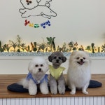 날아라멍멍 애견유치원&카페