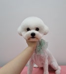 펫부띠끄 남악애견미용