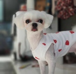 강아지멋내기