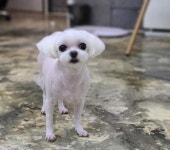 강아지멋내기