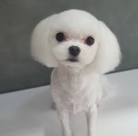 강아지멋내기