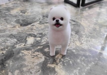 강아지멋내기
