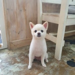 내개로와