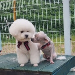 퍼피랜드애견카페