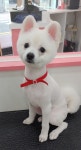 미소펫샵
