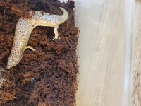 깜돌게코샵