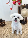 몽글펫