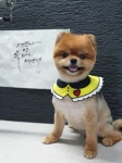 우리동네펫샵