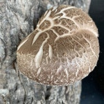 가온들찬 표고버섯 농장