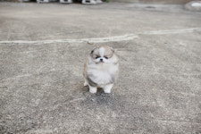 광주강아지분양 펫블리 애견 샵