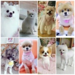 러블리 애견미용실