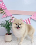몽언니애견미용실