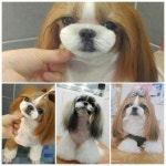 러블리 애견미용실