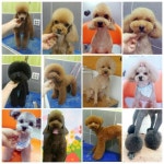 러블리 애견미용실