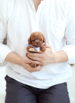 컴투펫 강아지분양 고양이분양 인천본점