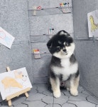 헤어컹컹