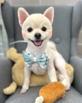사개절펫살롱