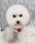 루시몽강아지미용실