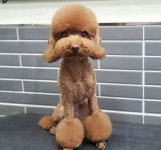 강아지멋내기