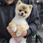 강아지멋내기