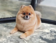 강아지멋내기