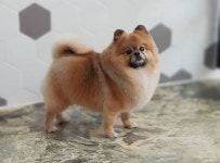 강아지멋내기