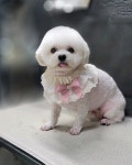 우리동네펫샵