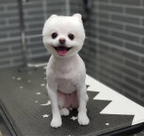 강아지멋내기