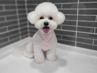 강아지멋내기