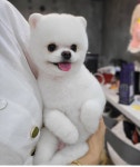 강아지멋내기